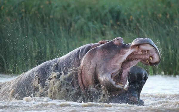 Hai con hà mã đực chiến đấu khốc liệt trong nước tại công viên ngập nước iSimangaliso Wetland ở Nam Phi. Ảnh: Stacey Farrell / Barcroft Images