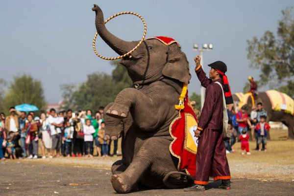 Một con voi trình diễn trong buổi tập trước ngày khai mạc Lễ hội voi tại tỉnh Sayaboury, Lào vào ngày 17/2/2017. Ảnh: REUTERS / Phoonsab Thevongsa