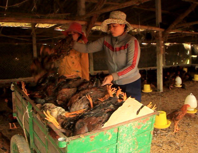 Trại gà 2.500 gà thịt chuẩn bị xuất bán bị chết gần hết khiến chủ trại gà trắng tay.