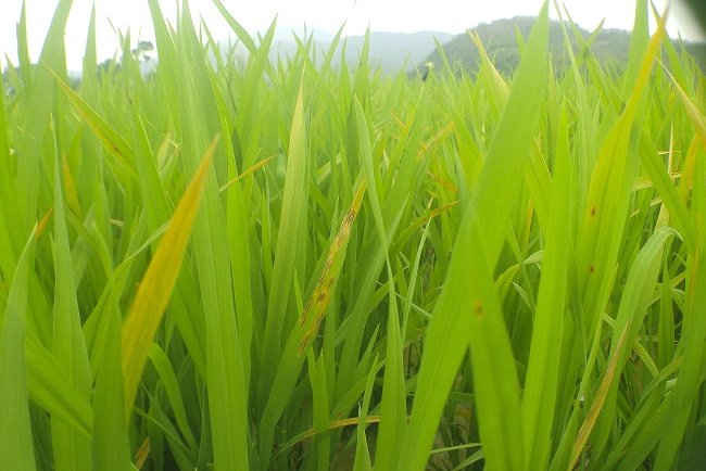 Bệnh đạo ôn trên lúa Đông Xuân có xu hướng phát triển mạnh