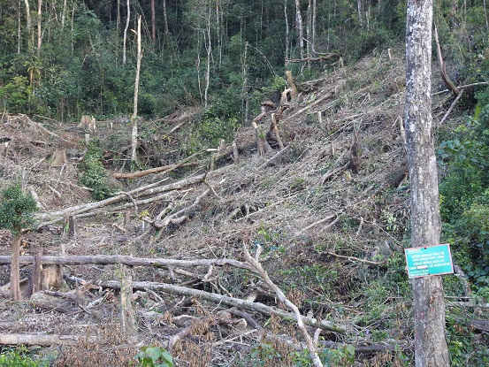 Nhiều khoảnh rừng nguyên sinh đang xanh tốt bị tàn phá không thương tiếc, bên cạnh trạm quản lý bảo vệ rừng, ban quản lý rừng phòng hộ Thạch Nham.