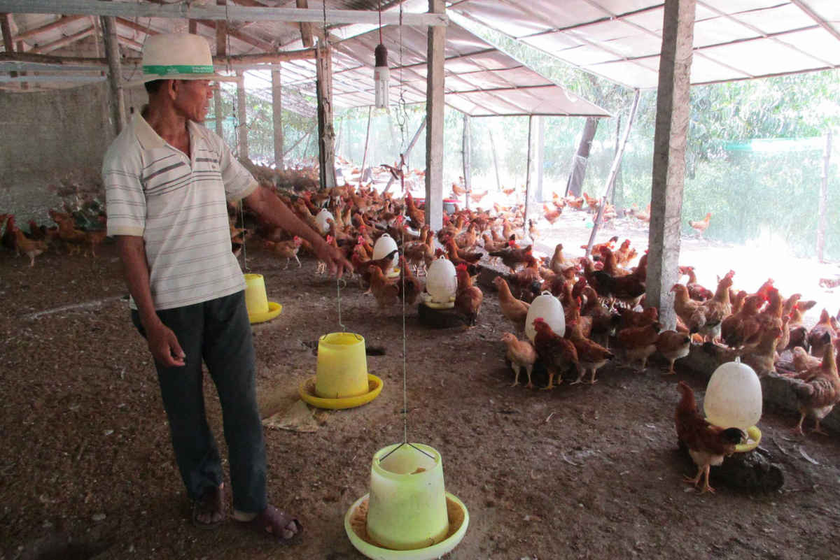 Một cơ sở chăn nuôi gà ở huyện Quảng Điền (tỉnh Thừa Thiên Huế)