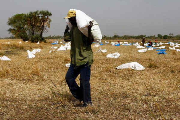 Người đàn ông thu gom những bao tải thực phẩm từ lòng sông khô cạn sau khi Chương trình Lương thực Thế giới của Liên Hợp Quốc thả những bao tải này xuống bằng dù gần làng Rubkuai ở bang Unity, phía Bắc của Nam Sudan. Ảnh: REUTERS / Siegfried Modola