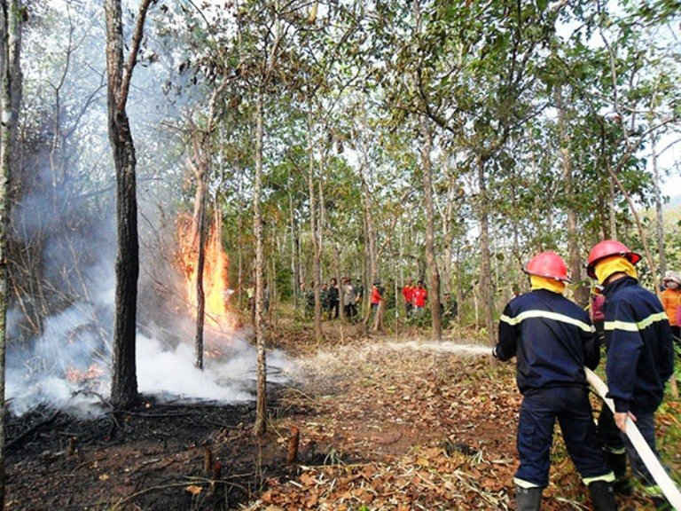 Các địa phương cần chủ động thực hiện triển khai các quy định của Nhà nước về bảo vệ rừng và phòng cháy, chữa cháy rừng. (Ảnh minh họa)