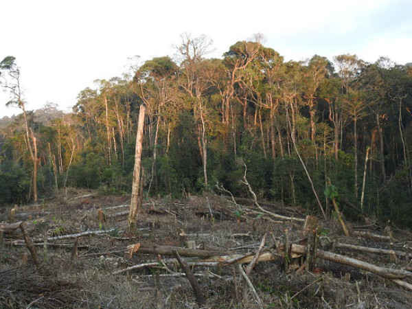 Rừng nguyên sinh đang xanh tốt bị tàn phá gần trạm quản lý bảo vệ rừng, Ban quản lý rừng phòng hộ Thạch Nham