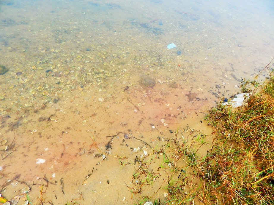 Vệt nước màu đỏ nhạt xuất hiện tại khu vực đầm Lập An – Lăng Cô