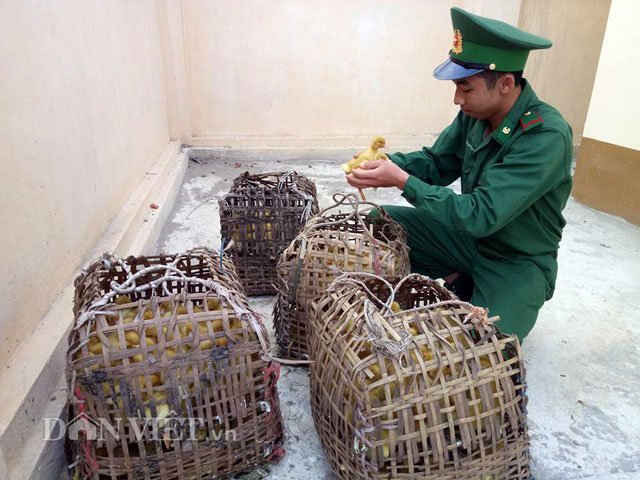 1.000 con vịt giống đựng trong các sọt tre nứa do lực lượng chức năng liên ngành tỉnh Lạng Sơn bắt được.