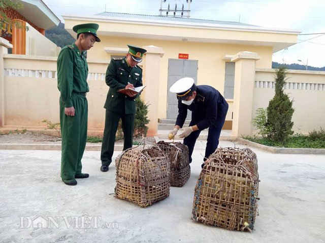 Lực lượng biên phòng, hải quan đang bàn giao 1.000 con vịt giống cho Trạm Kiểm dịch Động vật cửa khẩu Chi Ma để tiến hành tiêu hủy.