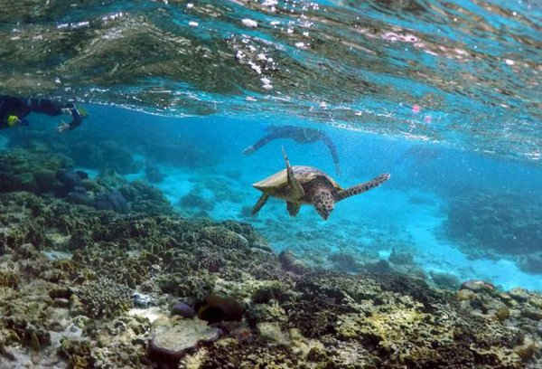Những du khách lặn gần một con rùa khi nó đang tìm kiếm thức ăn trong rạn san hô ở vùng đầm phá tại đảo Lady Elliot, phía Đông Bắc thị trấn Bundaberg ở Queensland, Australia vào ngày 9/6/2015. Ảnh: REUTERS / David Gray