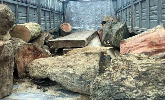 Số gỗ lậu trên xe tải BKS 92C-021.26