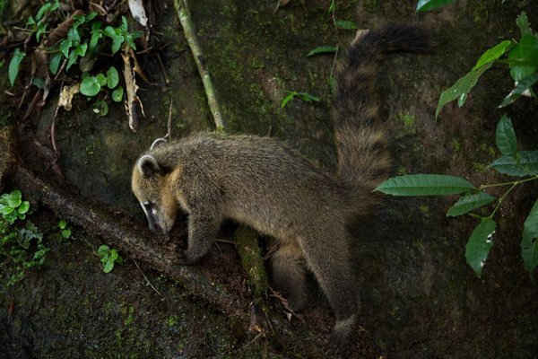 Một con coati (Nasua Nasua) tìm kiếm thức ăn trong ngày nắng đẹp ở vườn quốc gia Iguacu, bang Parana, Brazil. Ảnh: Andre M. Chang / Alamy