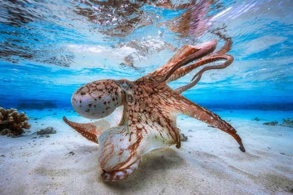 Bức ảnh đoạt giải của nhiếp ảnh gia dưới nước trong năm 2017 - Dancing Octopus của Gabriel Barathieu (người Pháp). Bức ảnh được chụp trên đảo Mayotte, ngoài khơi bờ biển phía Đông châu Phi. 