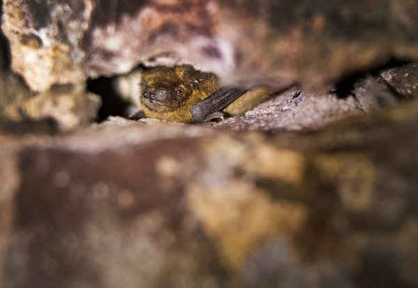 Một con dơi pipistrelle trong một khe hở. John Haddow và Anne Youngman tìm những con dơi đang ngủ trong những khe hở trong hầm ở Doune Castle gần Stirling. Ảnh: Murdo Macleod for the Guardian