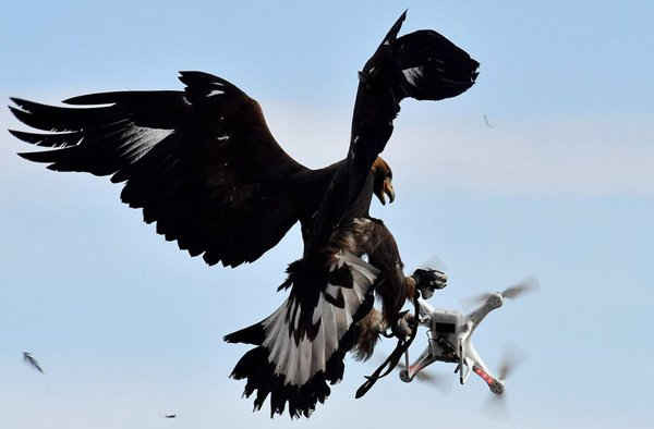 Một con đại bàng vàng bắt mục tiêu giả trong một cuộc tập trận ở căn cứ không quân Mont-de-Marsan, phía Tây Nam nước Pháp. Ảnh: Georges Gobet / AFP / Getty Images