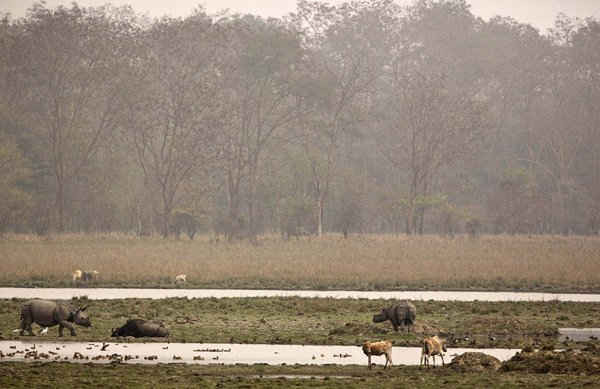 Đàn tê giác một sừng ăn cỏ tại khu bảo tồn động vật hoang dã Pobitora, phía Đông Gauhati, bang Assam, Ấn Độ. Assam là nơi có số lượng các loài tê giác quý hiếm lớn nhất thế giới. Ảnh: Anupam Nath / AP