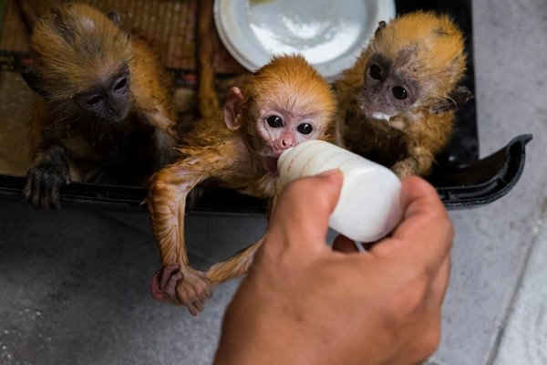 Một con khỉ con được cho ăn sữa sau khi được các nhân viên giải cứu từ một thương nhân động vật hoang dã bất hợp pháp bị nghi ngờ ở Riau, Indonesia. Ảnh: Afrianto Silalahi / Barcroft Images