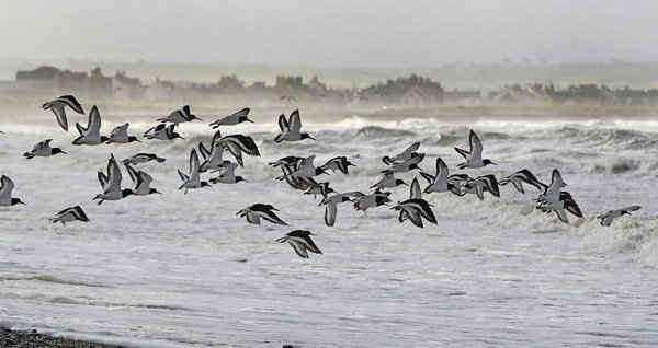 Chim biển Oystercatcher bay qua biển động ở Alonby, nằm trên bờ biển phía Tây của Cumbria trong khi gió giật mạnh 90 m/h do bão Doris. Ảnh: Owen Humphreys / PA