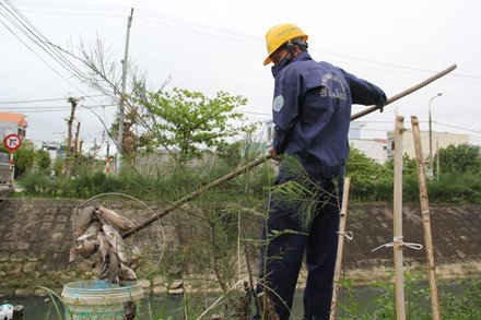 Cty thoát nước và xử lý nước thải Đà Nẵng đã cho nhân viên tiến hành vớt cá chết nổi trên kênh, nhưng đến hôm nay (27/2), tình trạng trên vẫn diễn ra