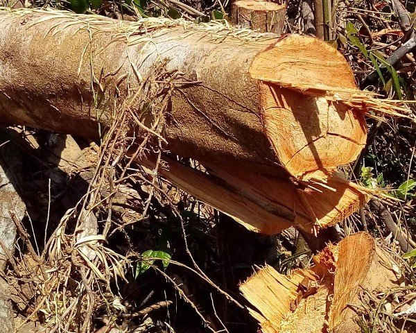 Hiện trường vụ phá chặt phá rừng trái phép tại xã Bình Trị, Thăng Bình, Quảng Nam