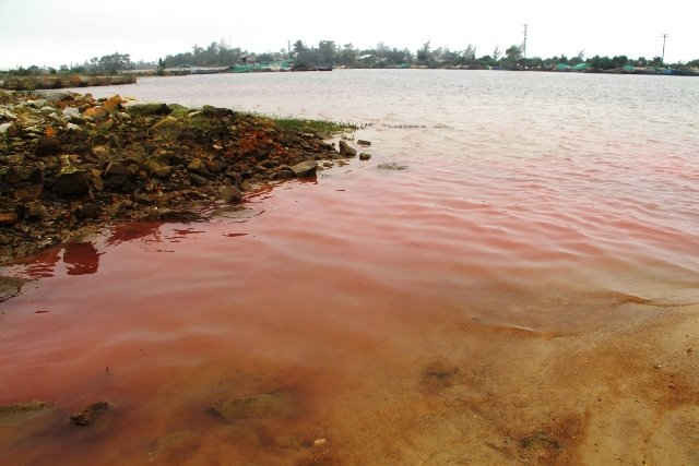 Do loài tảo Noctiluca scintillans xuất hiện với số lượng lớn khiến một số vùng biển ở Phú Lộc nổi màu đỏ vào các ngày 22, 23/2