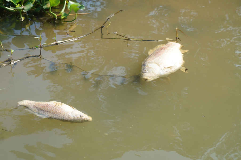 Cá chết bốc mùi hôi thối khiến môi trường bị ô nhiễm là do vi khuẩn Aeromonas caviae 