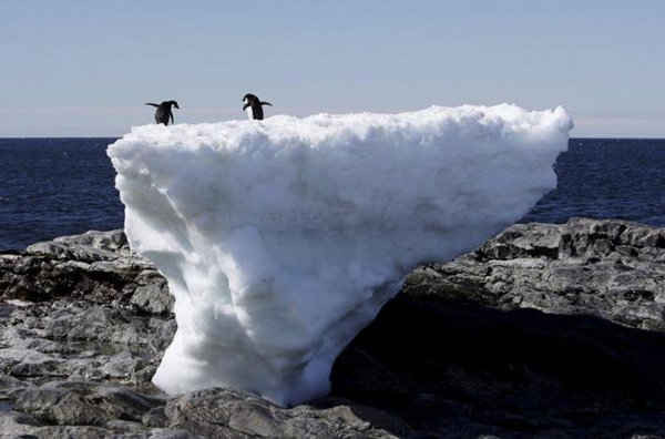 Hai chú chim cánh cụt Adelie đứng trên đỉnh khối băng tan chảy ở mũi đá Cape Denison, Vịnh Commonwealth, phía đông Nam Cực ngày 1/1/2010. Ảnh: REUTERS / Pauline Askin