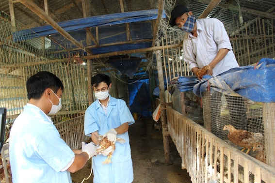 Lực lượng thú y tiêm phòng cho đàn gà tại một gia trại chăn nuôi ở xã Nhơn Phong (TX An Nhơn).
