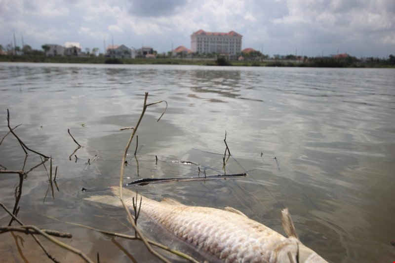 Cá chết bất thường trên sông Bàn Thạch (TP. Tam Kỳ) vào cuối tháng 2 vừa qua