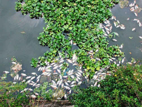 Cá chết nổi trắng hồ điều hòa Nguyễn Du (TP. Tam Kỳ) vào tháng 6 năm 2016 nguyên nhân do nước hồ này bị ô nhiễm nặng
