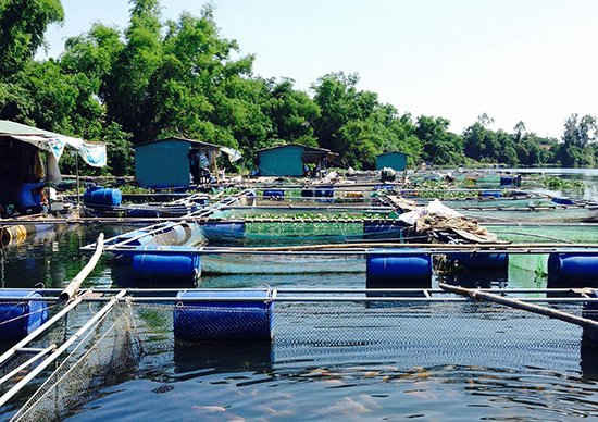 Lồng bè nuôi cá nằm sát nhau ở sông Tam Kỳ đoạn phường An Sơn là một trong những nguyên nhân gây ô nhiễm nguồn nước sông