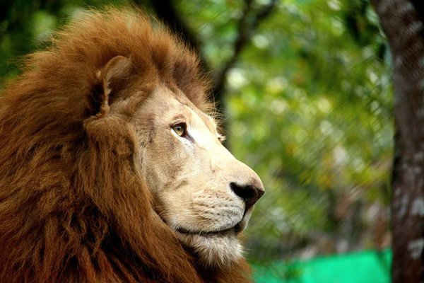 Bức ảnh “Sư tử châu Phi” của thí sinh Damaris Lopez Zamora, 20 tuổi, đến từ El Salvador.