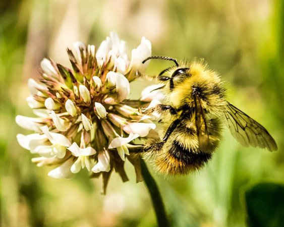 Hình ảnh con ong đạt giải được chụp bởi tác giả Gabriel Best, 19 tuổi, người Mỹ.