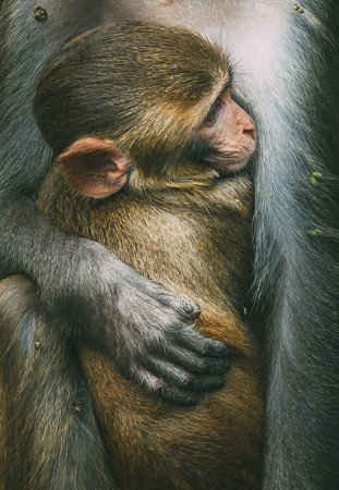 Những chú khỉ nâu Rhesus Macaques dưới ống kính của Swaroop Singha Roy, 22 tuổi, đến từ Ấn Độ.