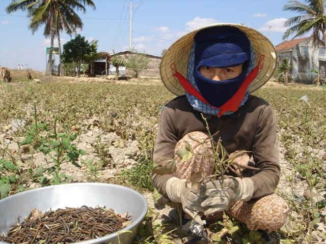 Bình Thuận có tiềm năng về quỹ đất để khai thác điện mặt trời, nhất là tại các vùng khô hạn không thuận lợi để sản xuất nông nghiệp