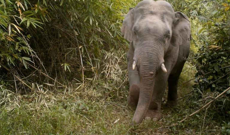 Hình ảnh về một con voi Châu Á bị đe dọa 