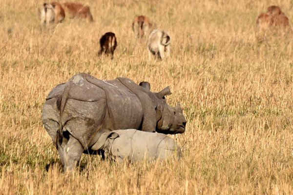 Tê giác một sừng cho tê giác con mới sinh ăn trong khu bảo tồn động vật hoang dã Pobitora ở Morigaon, Assam, Ấn Độ. Ảnh: AnuwarAliHazarika / BarcroftImages