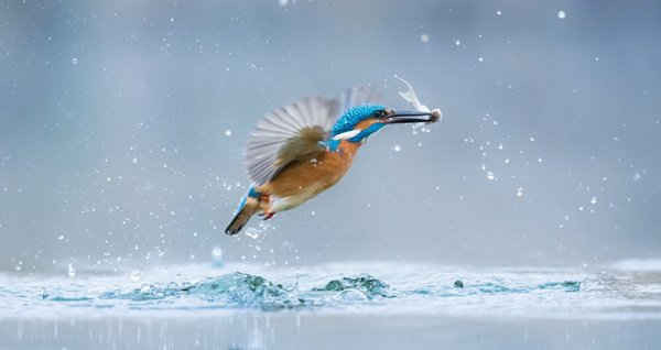 Hình ảnh chim bói cá của tác giả Gàbor Li, người Hungary - một trong những thí sinh đạt giải chung kết trong cuộc thi nhiếp ảnh nhân Ngày Thế giới bảo vệ động vật hoang dã (3/3)