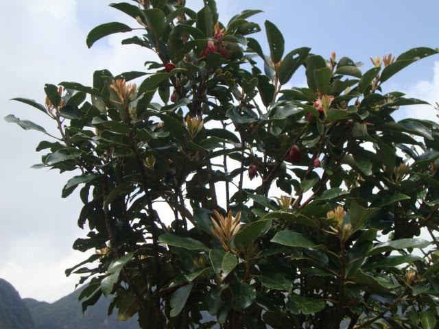 Cây hồng quang Sa Pa
