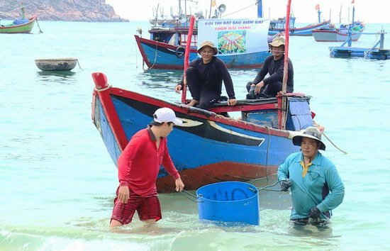 Bắt sao biển gai để bảo vệ rạn san hô tại vùng biển Hòn Khô là hành động thường xuyên ở Nhơn Hải.