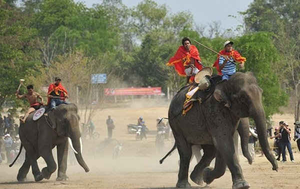 Tỉnh Đắk Lắk quan tâm công tác bảo vệ sức khoẻ đàn voi thi lễ hội đua voi