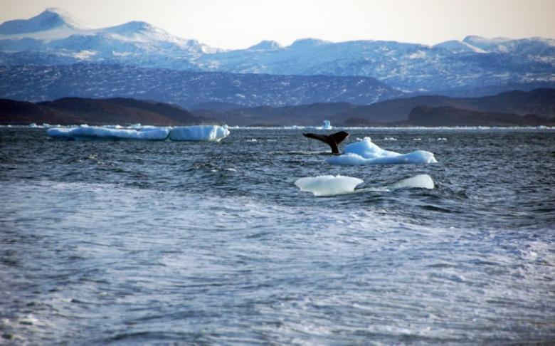 Một con cá voi nhảy xuống ngoài khơi bờ biển của thủ đô Nuuk của Greenland vào ngày 17/10/2012. Ảnh: REUTERS / Alistair Scrutton