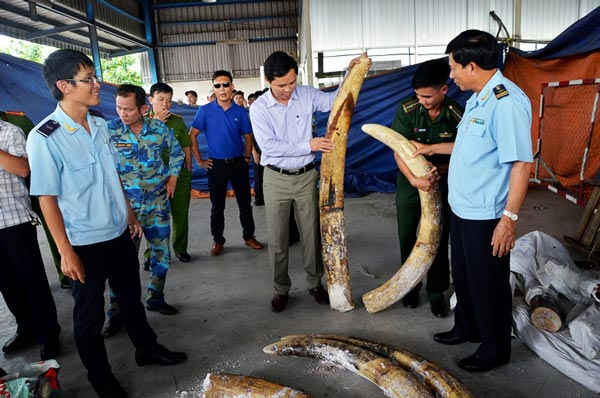 Cơ quan chức năng phát hiện vụ buôn lậu ngà voi số lượng lớn tại cảng Cát Lái 