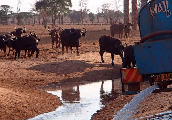 Con trâu đến gần một hố nước khi một người nông dân vận chuyển nước từ xe có hầm chở nước cho những con động vật hoang dã đang khát nước tại Vườn quốc gia Tsavo-west, phía Nam Kenya. Ảnh: Stringer/AFP/Getty Images 