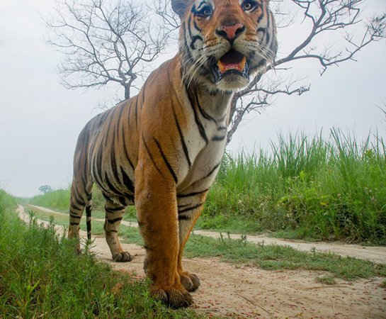 Một con hổ hoang dã đi dọc theo đường ray Terai ở Uttar Pradesh. Ảnh: Shivang Mehta/Barcroft Images