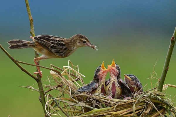 Chim chiền chiện đồng hung cho những chim con ăn ở Tây Sumatra, Indonesia. Ảnh: Riau Images/Barcroft Images
