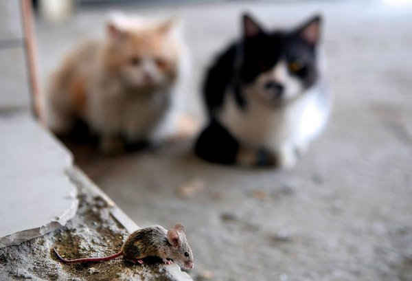 Hai con mèo nhìn một con chuột đi bộ trên lề đường ở thành phố Kuwait. Ảnh: Yasser Al-Zayyat / AFP / Getty Images