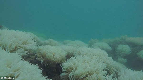 Hiện tượng tẩy trắng san hô Great Barrier khiến san hô có màu trắng mờ 