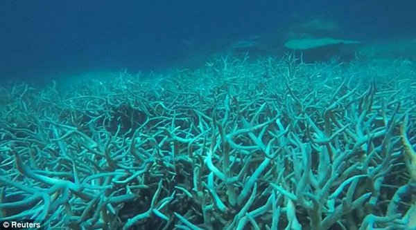 Tẩy trắng xảy ra khi tảo sống trong san hô bị trục xuất vì stress do sự thay đổi của nhiệt độ vùng biển