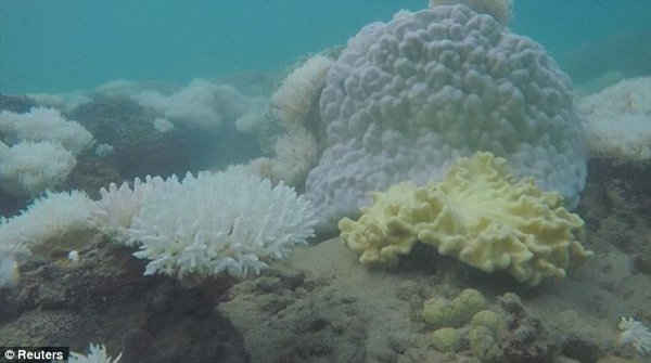 Khi tảo bị trục xuất, san hô chuyển sang màu trắng và có nguy cơ chết nếu điều kiện không trở lại bình thường