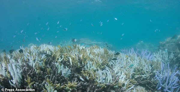 Các nhà khoa học hiện tượng tẩy trắng san hô hàng loạt năm thứ 2 liên tiếp là bằng chứng rõ nhất cho thấy biến đổi khí hậu đang gây ra sự tàn phá đại dương